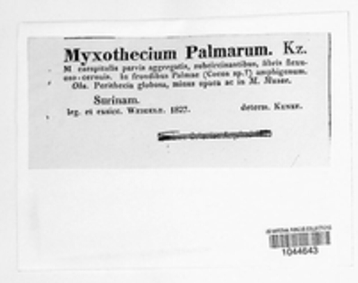 Scolionema palmarum image